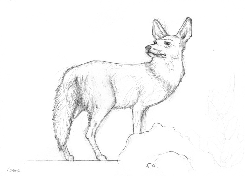 coyote